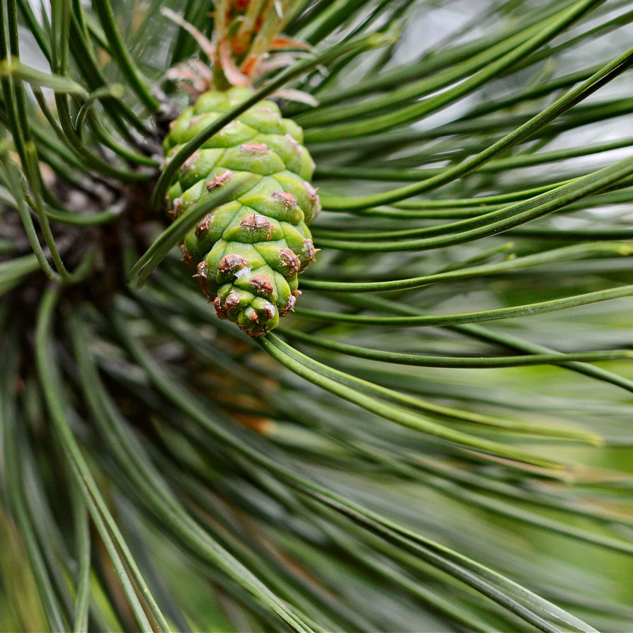 Loblolly Pine seed pod