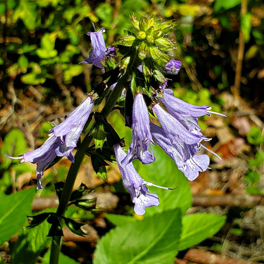 Lyreleaf Sage