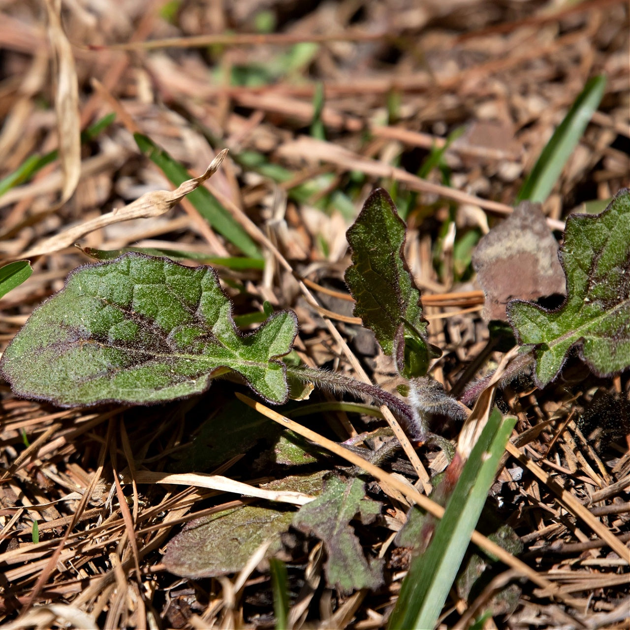 Lyreleaf Sage plant