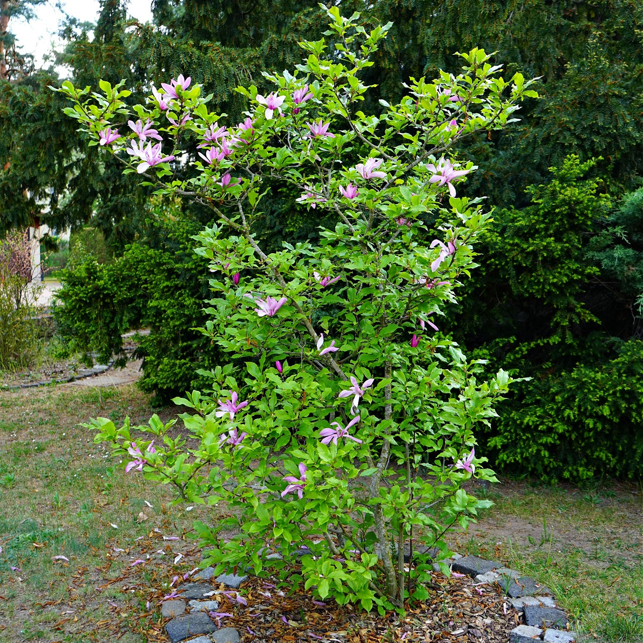 Magnolia Jane tree