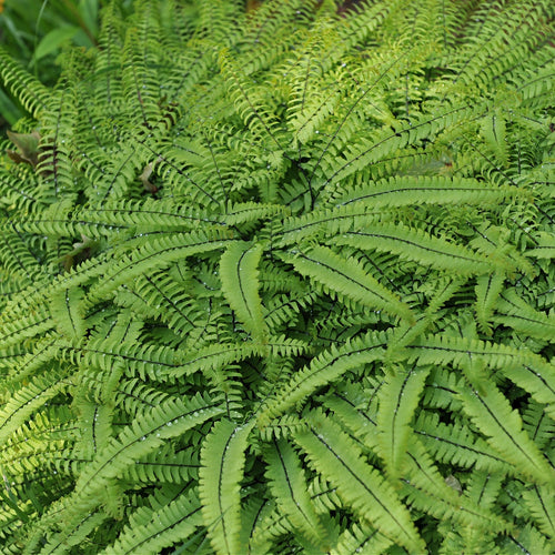 Maidenhair Fern