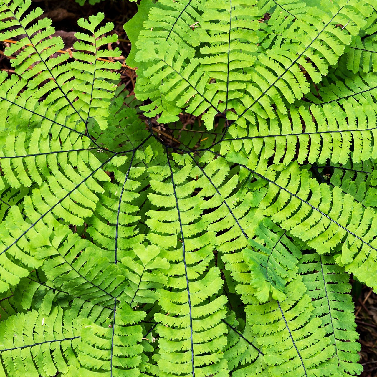 Maidenhair Fern Foliage 