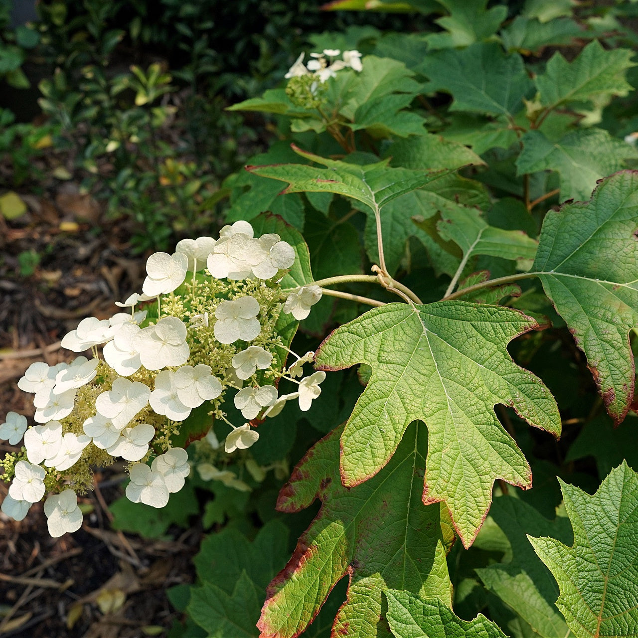 Maple Leaf Viburnum