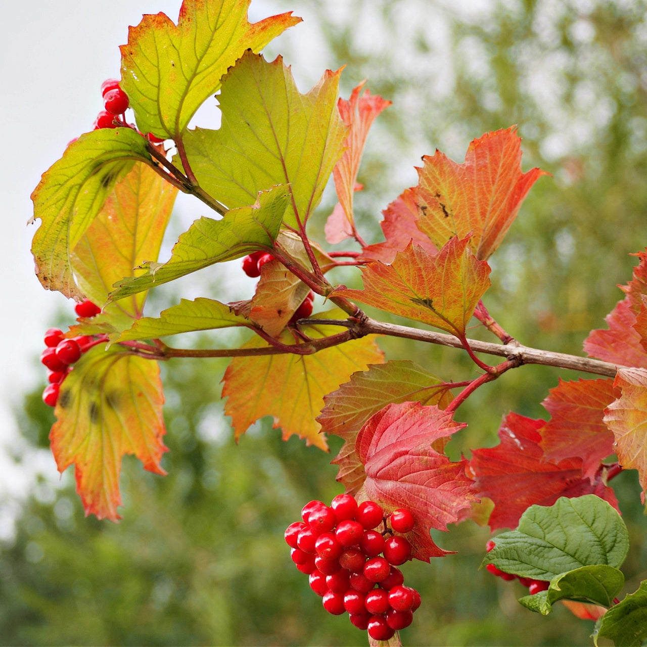 Maple Leaf Viburnum berries 