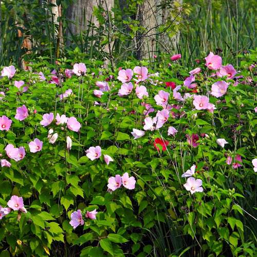 Marsh Hibiscus