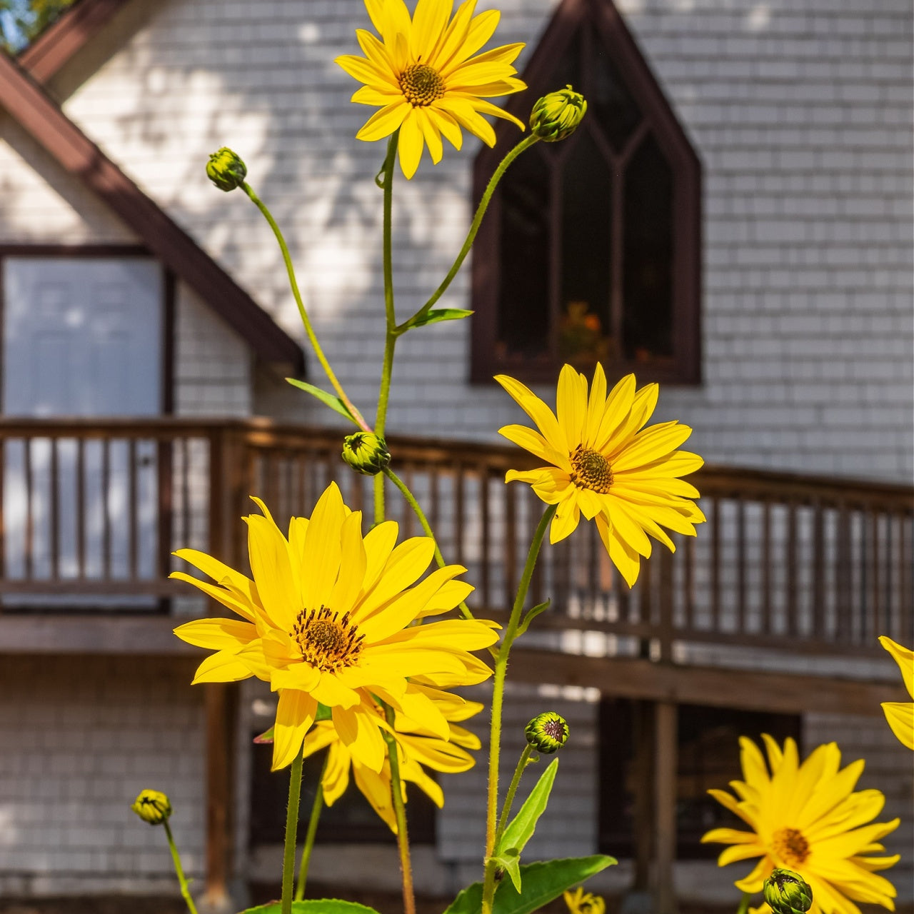 Maximilian Sunflower blooms