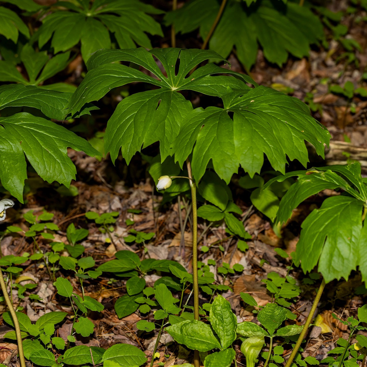 Mayapple