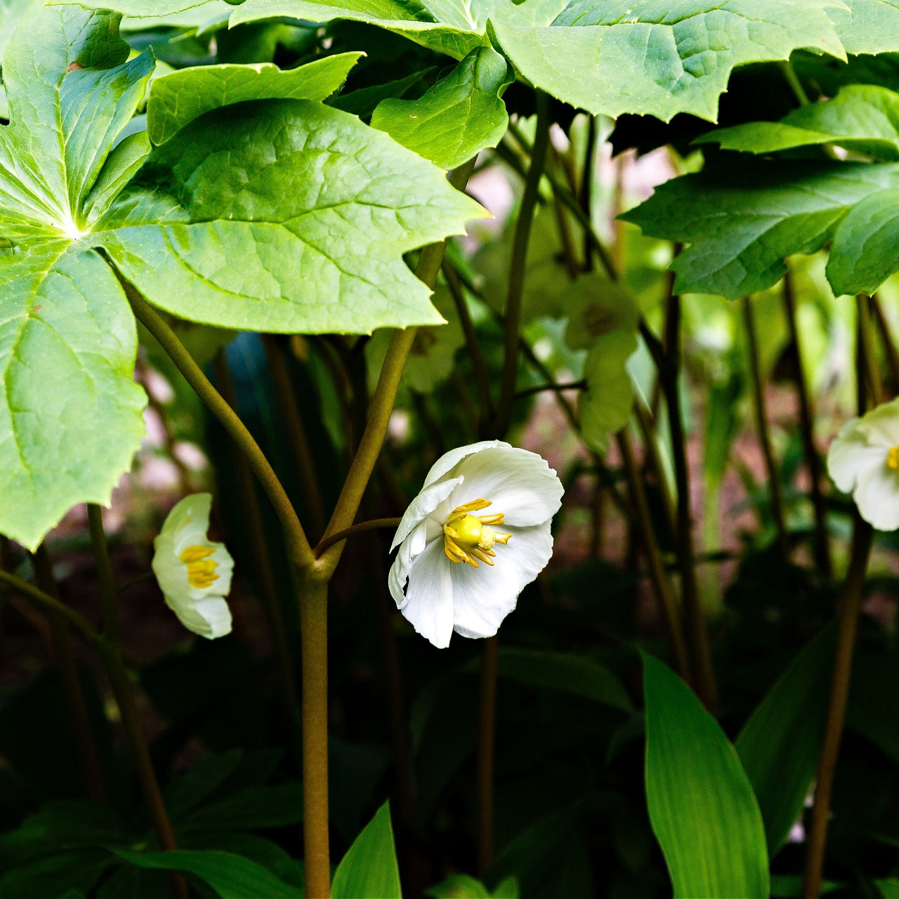 Mayapple Plant