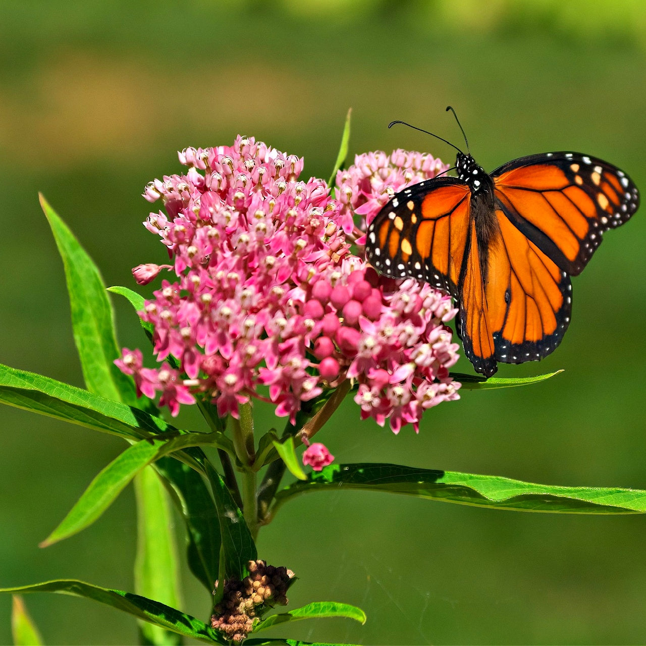 Milkweed 