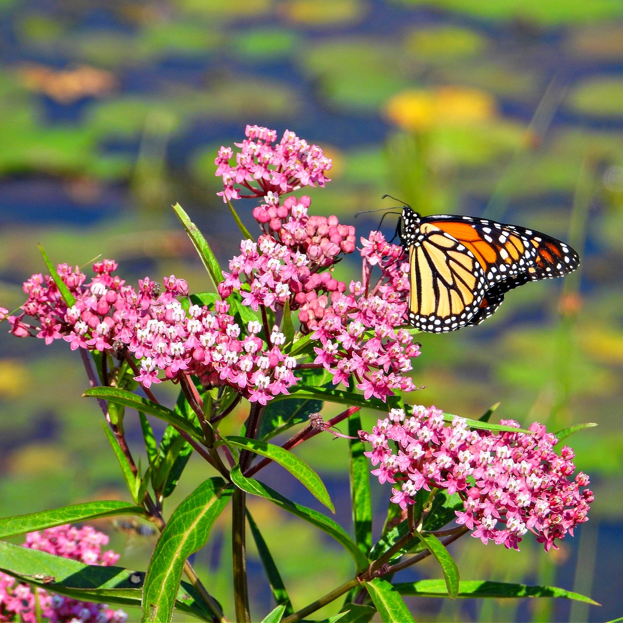 Milkweed Plant