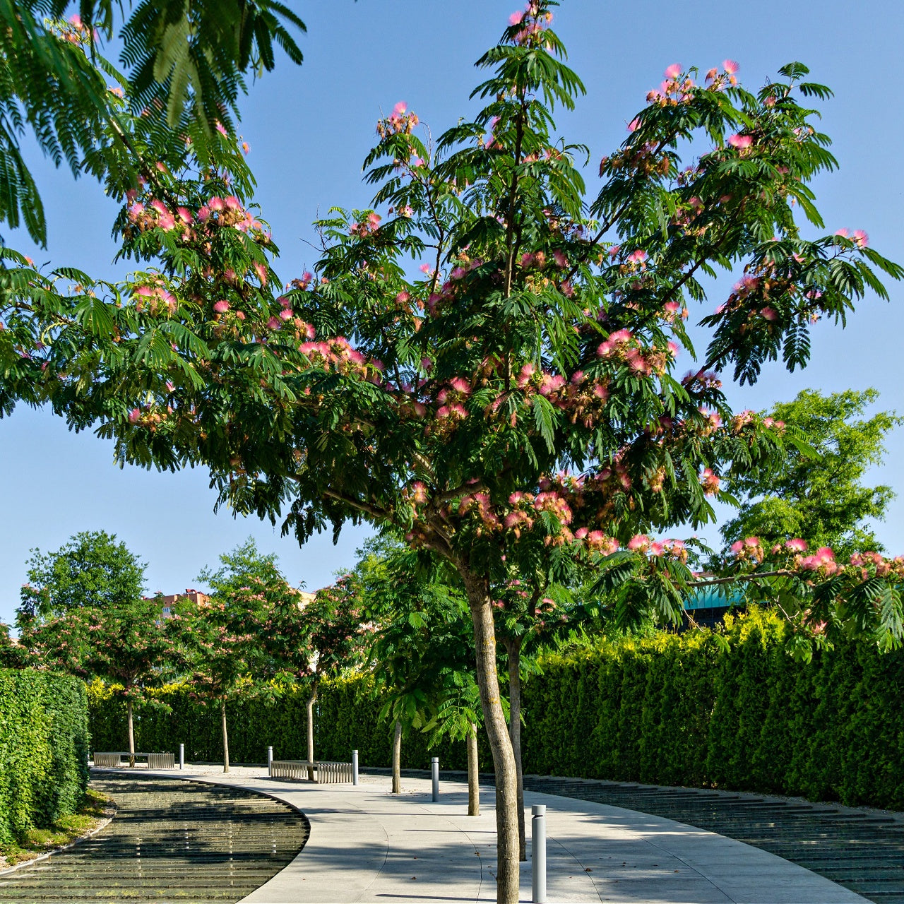 Mimosa Tree