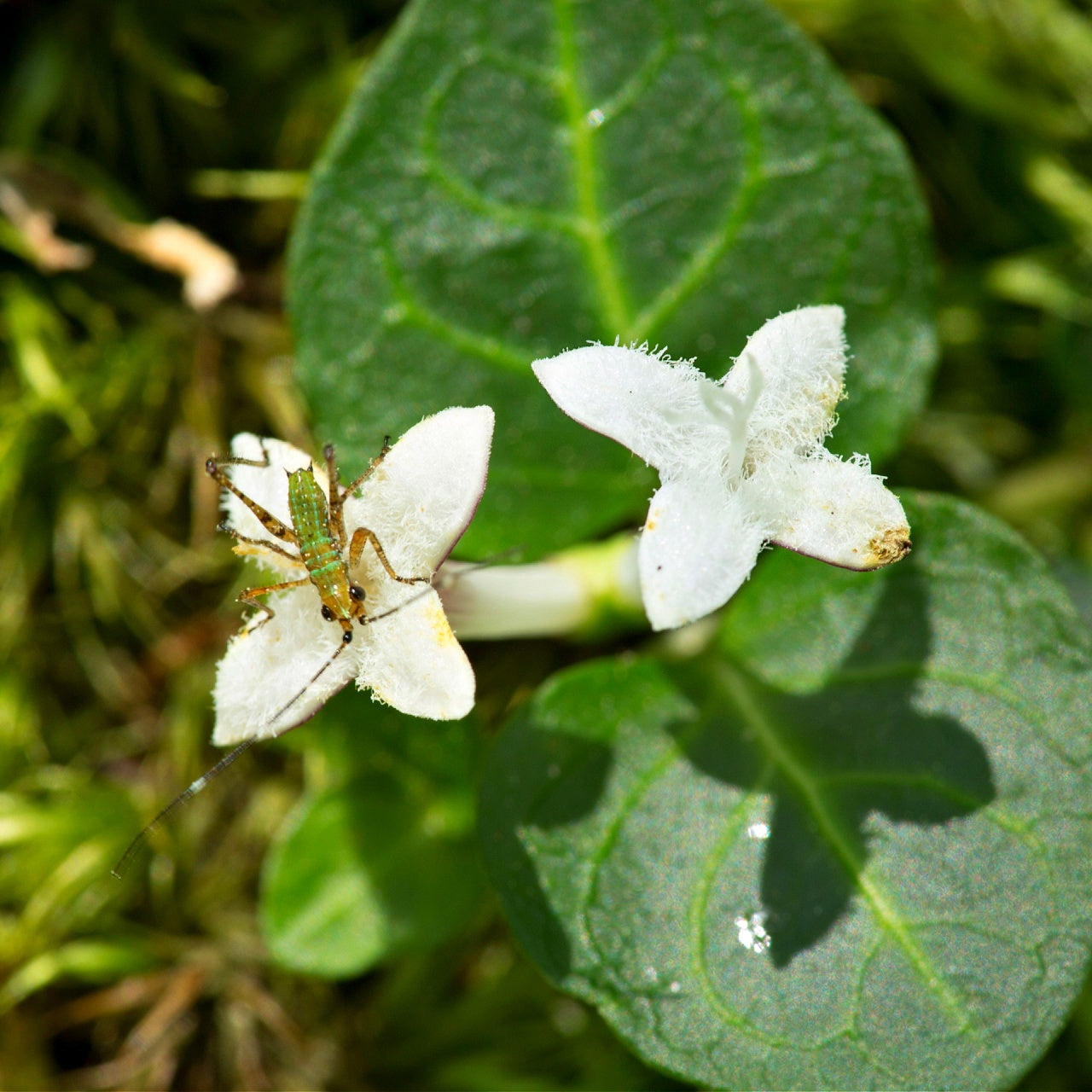 Mitchella Repens Blooms