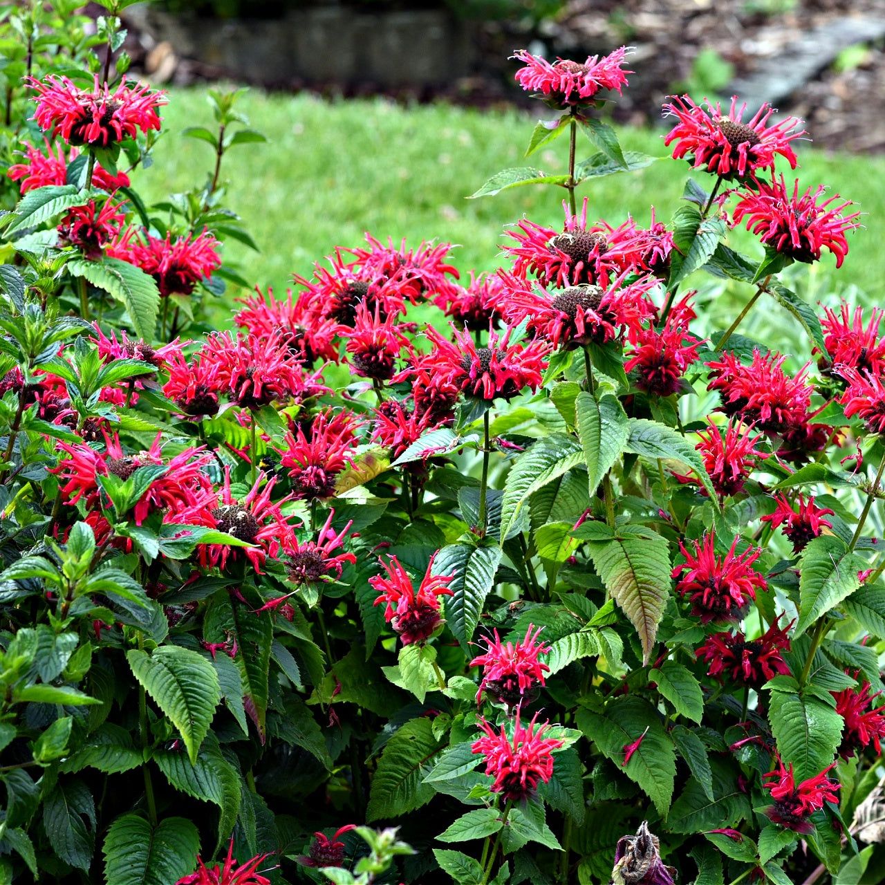 Monarda Bee Balm