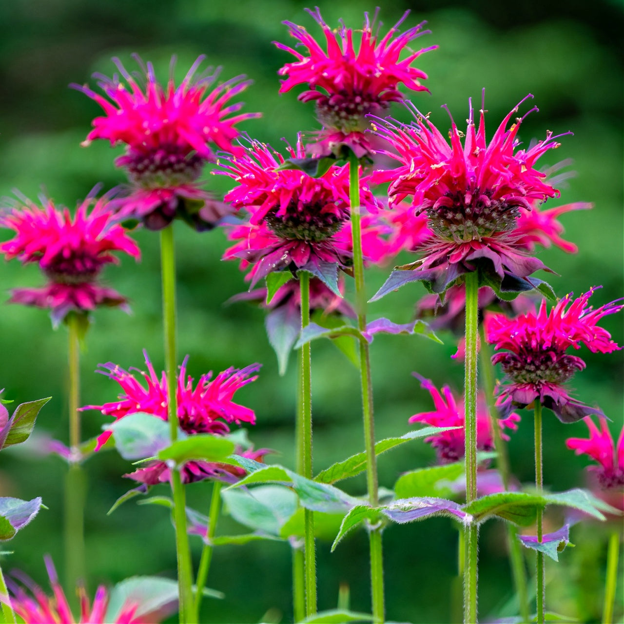 Monarda Bee Balm Blooms