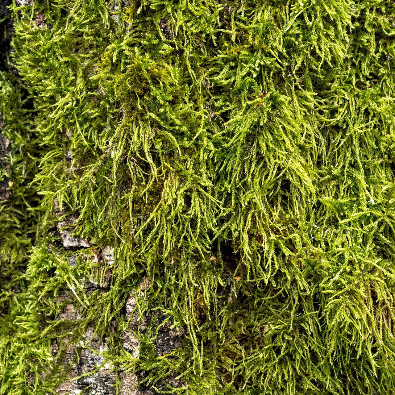 Mood Moss on Tree