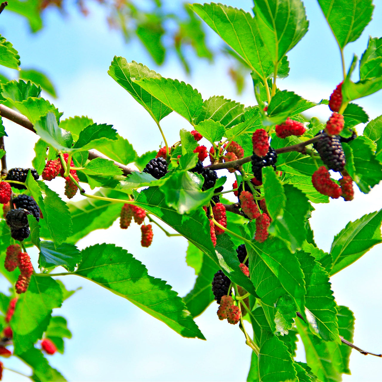 Mulberry Tree