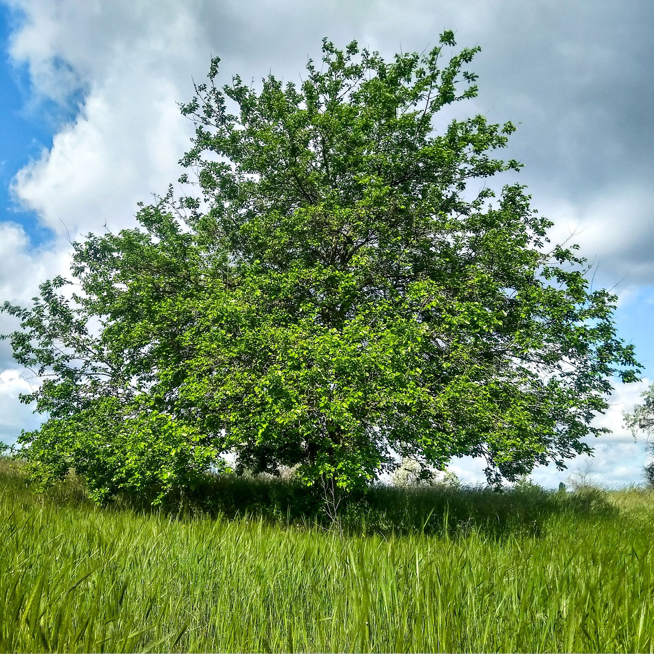 Mulberry Trees