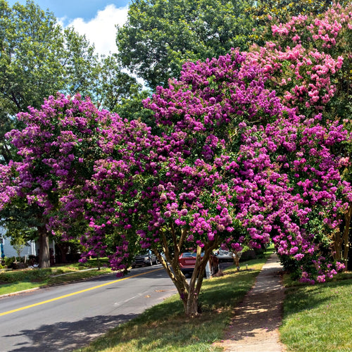 Muskogee Crepe Myrtle