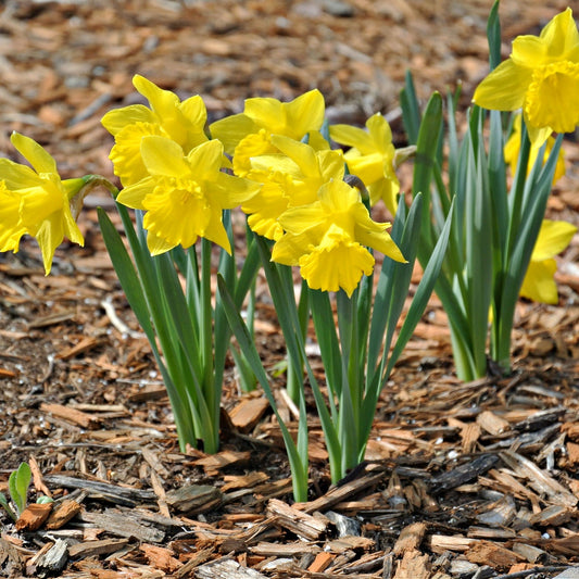 Narcissus Daffodil