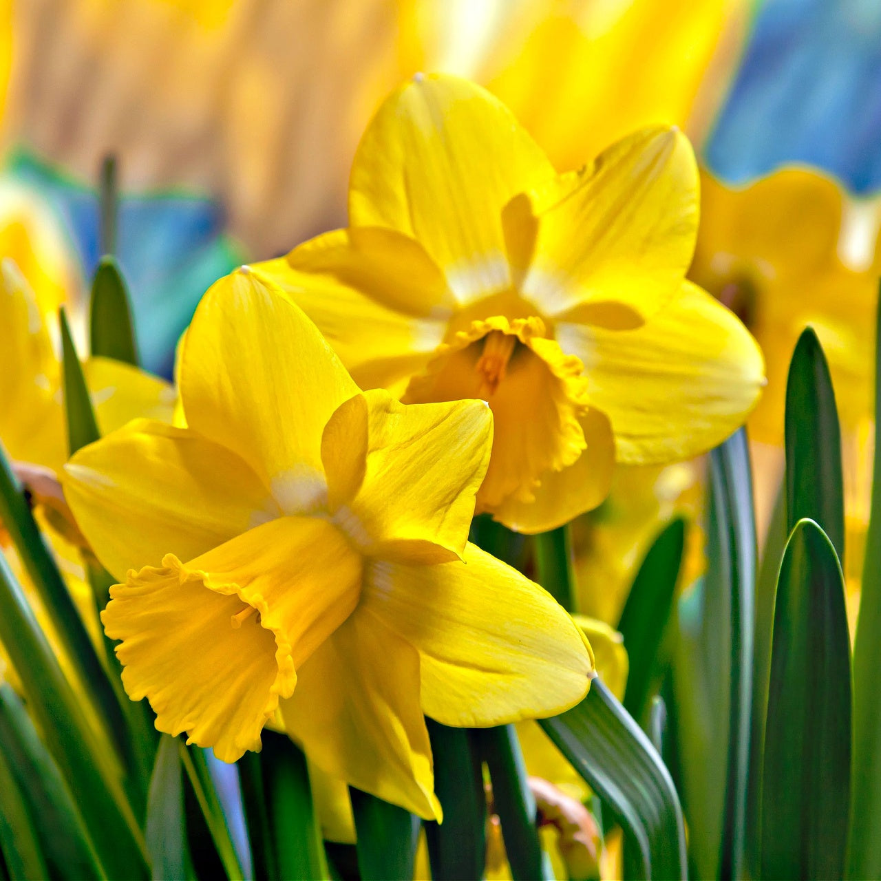 Narcissus Daffodil bloom