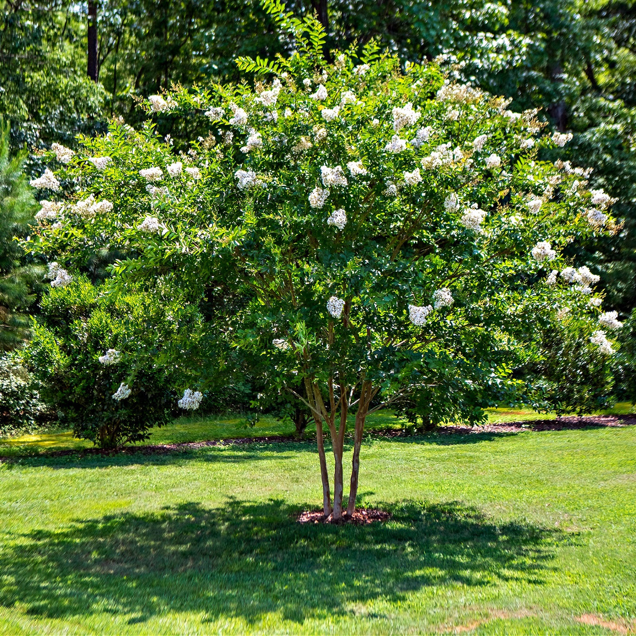 Natchez Crepe Myrtle