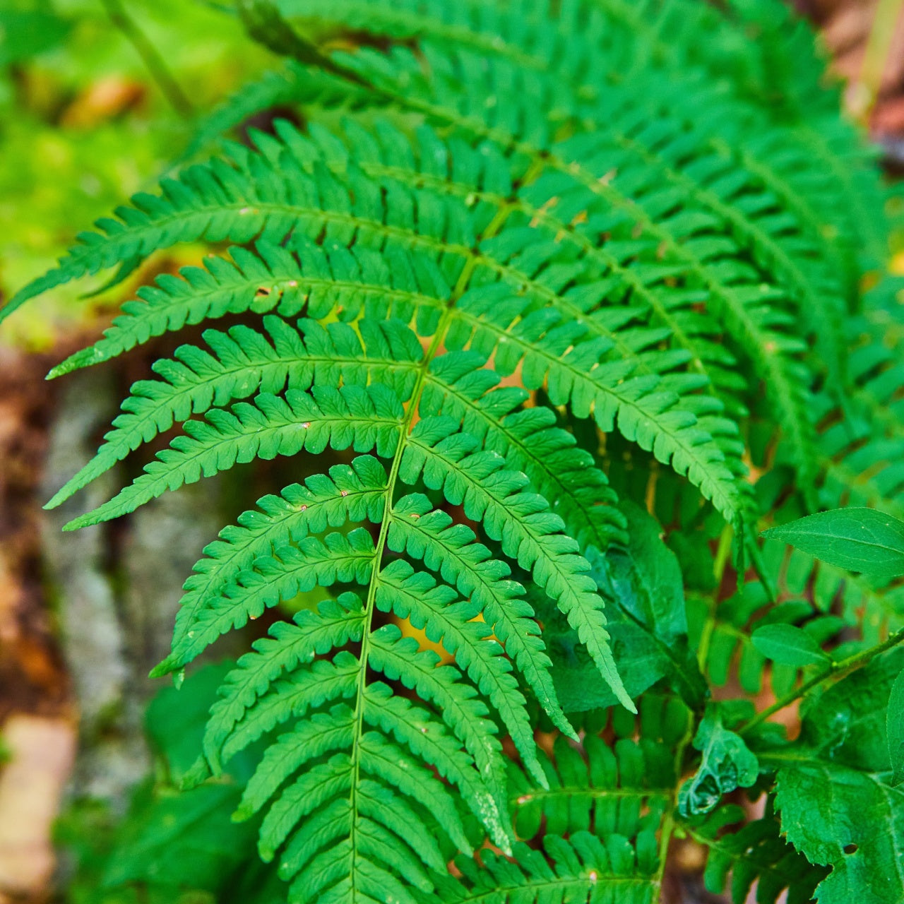 New York Fern