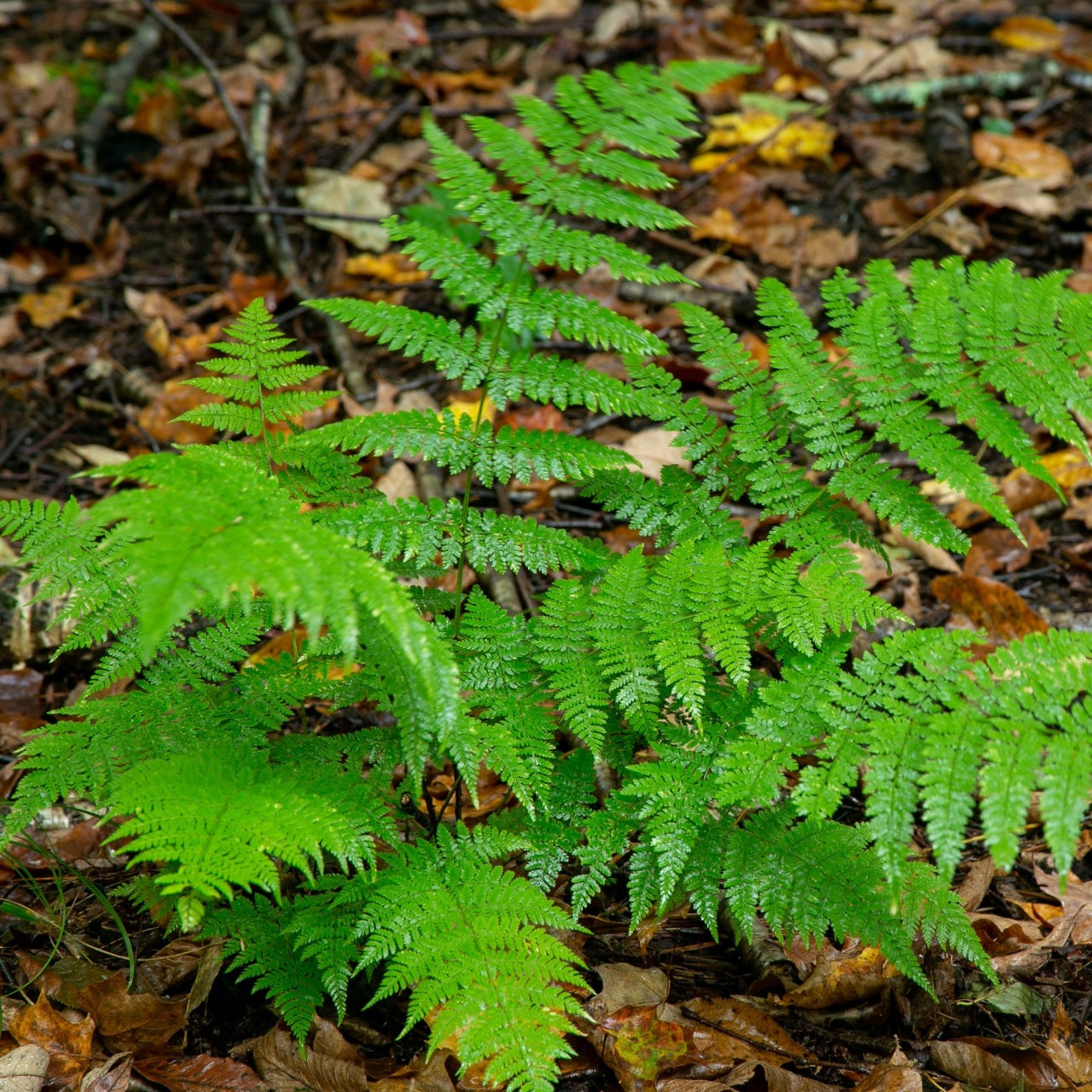 New York Ferns