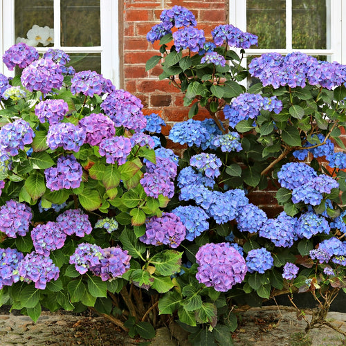 Nikko Blue Hydrangea