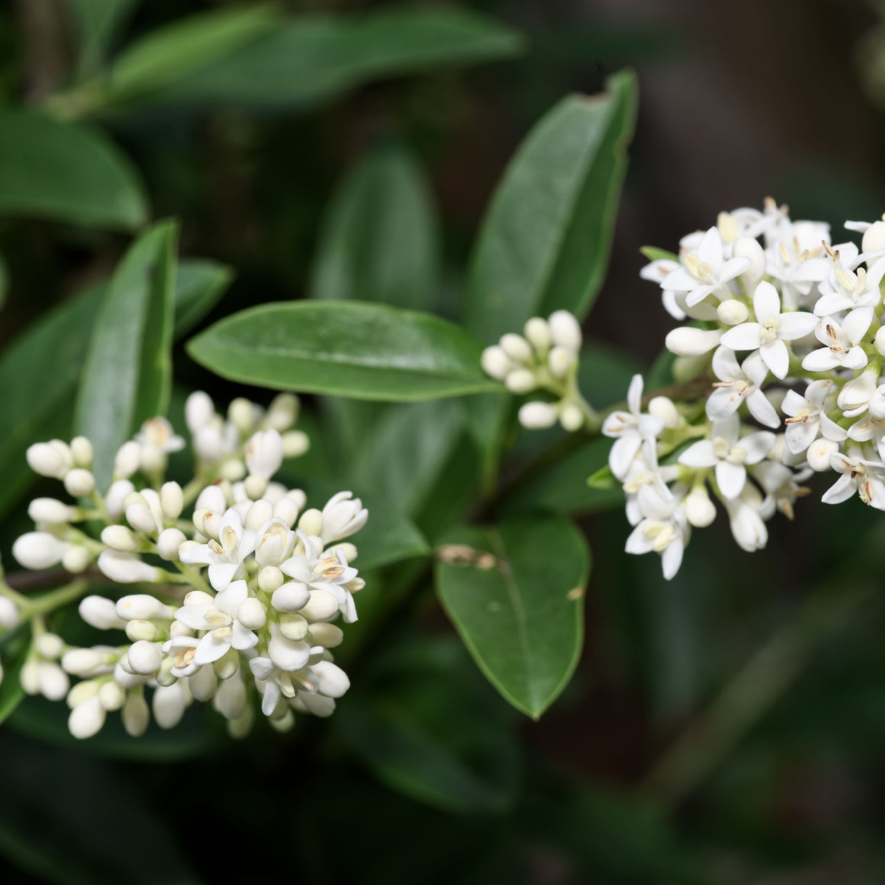 Northern Privet