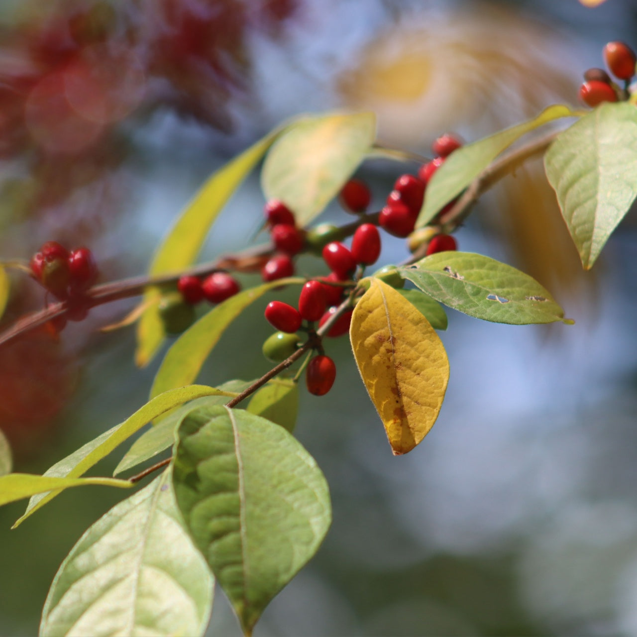 Northern Spicebush