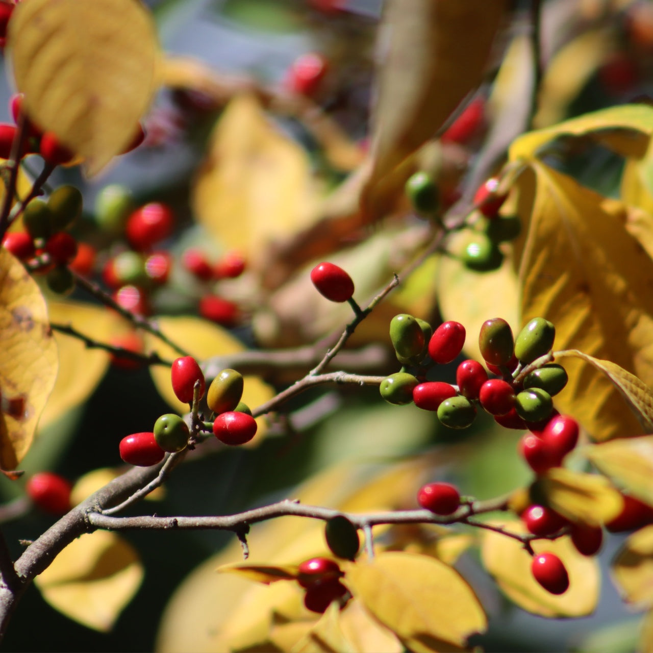 Northern Spicebushes