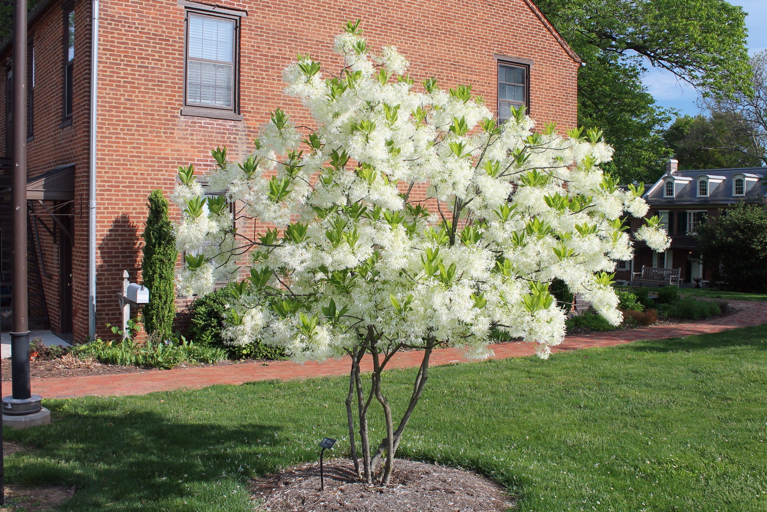 Chinese Fringe Tree