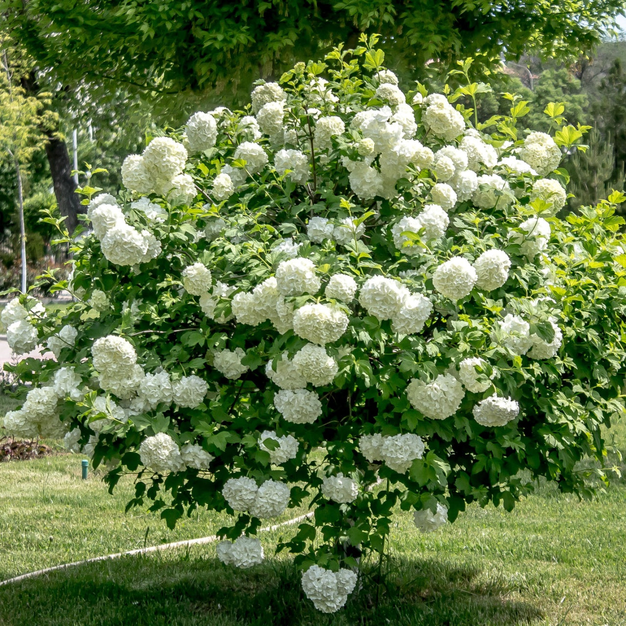 Old Fashion Snowball Bush