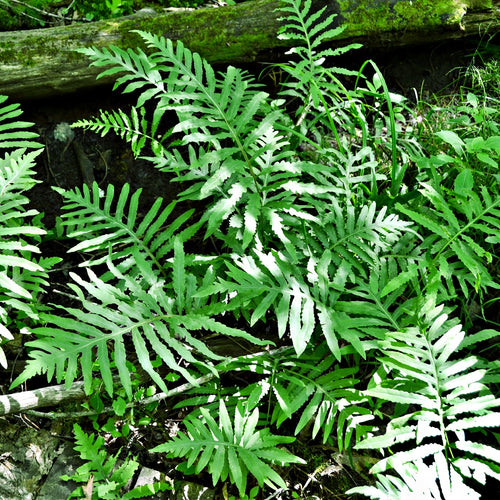 Sensitive Fern