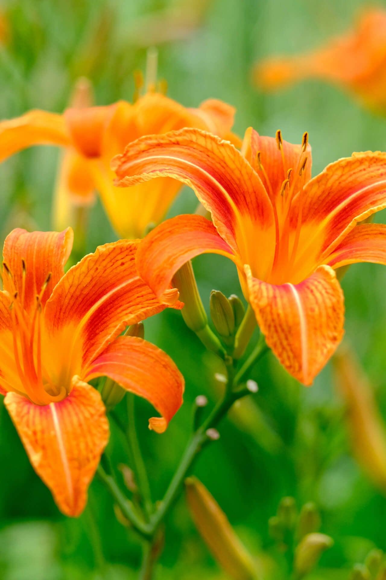 Orange Daylily