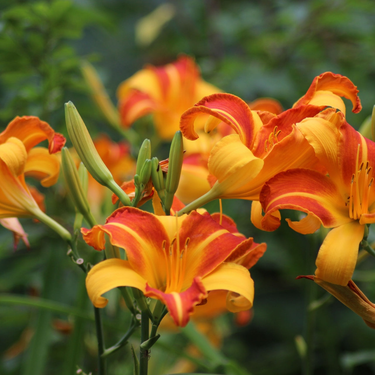 Orange Daylilies