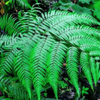 Vibrant Ostrich Fern frond with delicate feathery leaflets