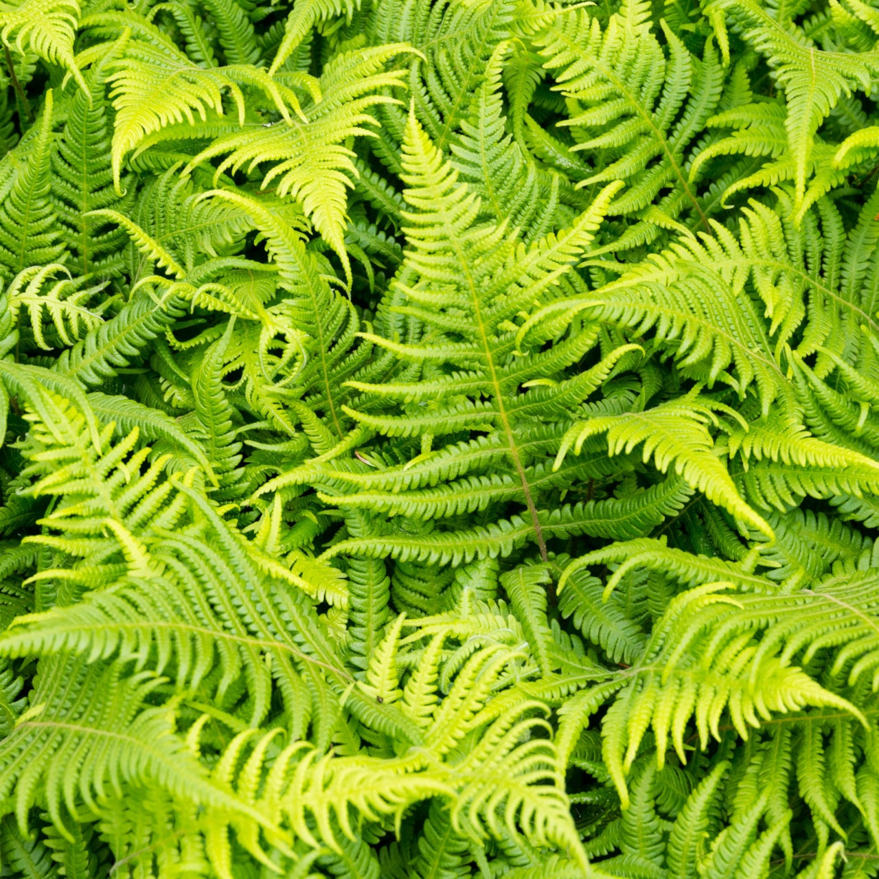 Ostrich Fern Plant