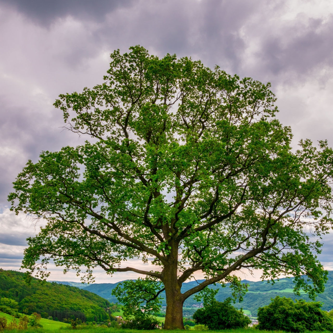 Overcup Oak Tree