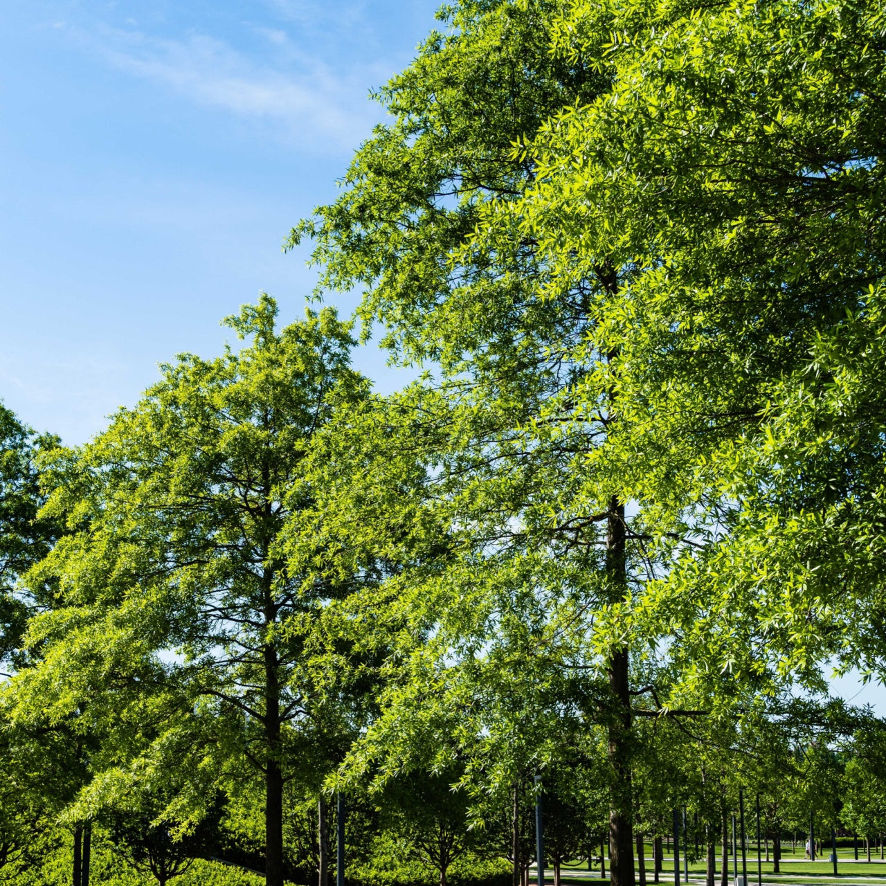 Overcup Oak Trees