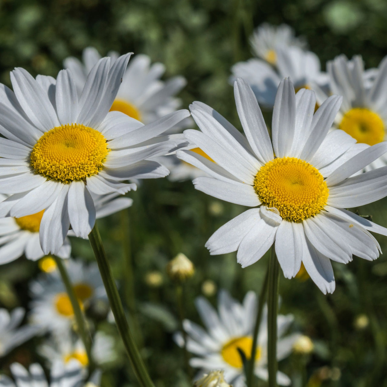 Oxeye Daisies