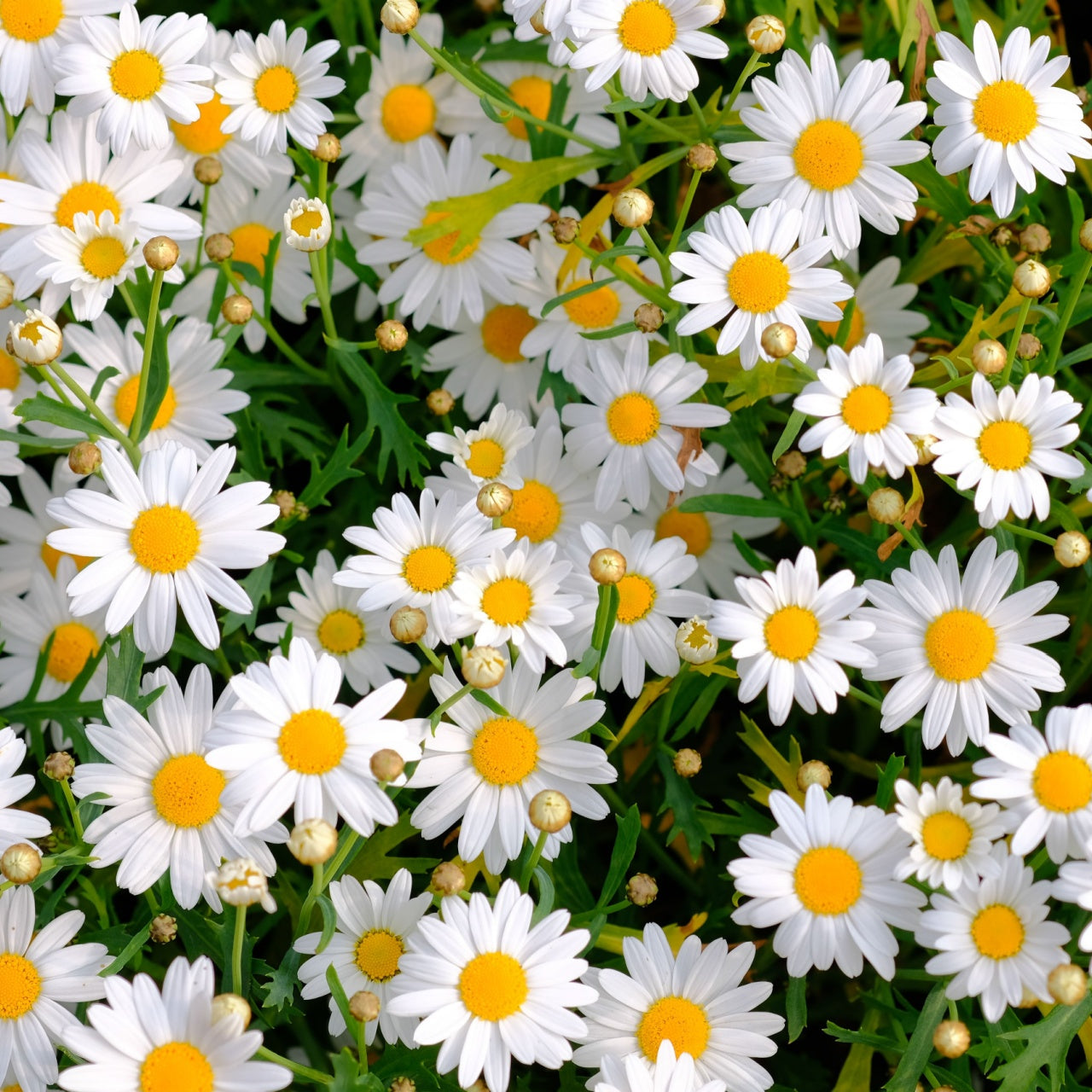 Oxeye Daisy