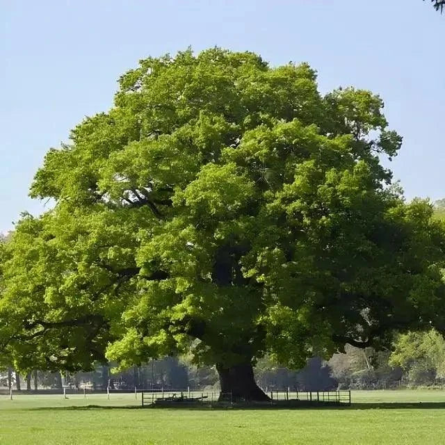 chestnut oak tree