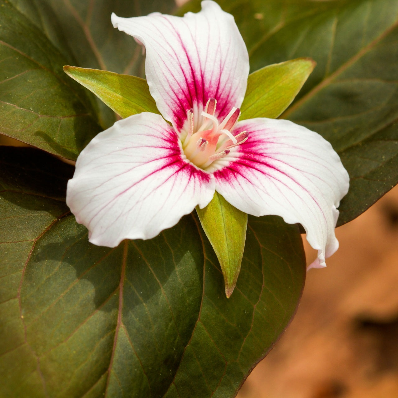 Painted Trillium