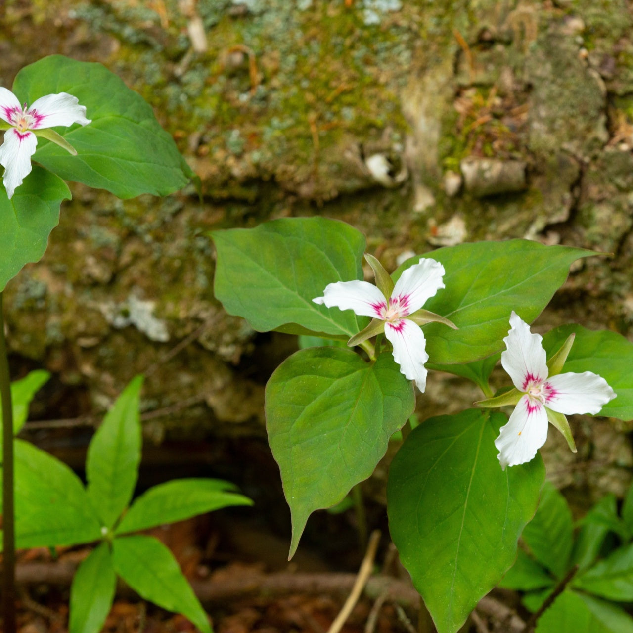 Painted Trilliums