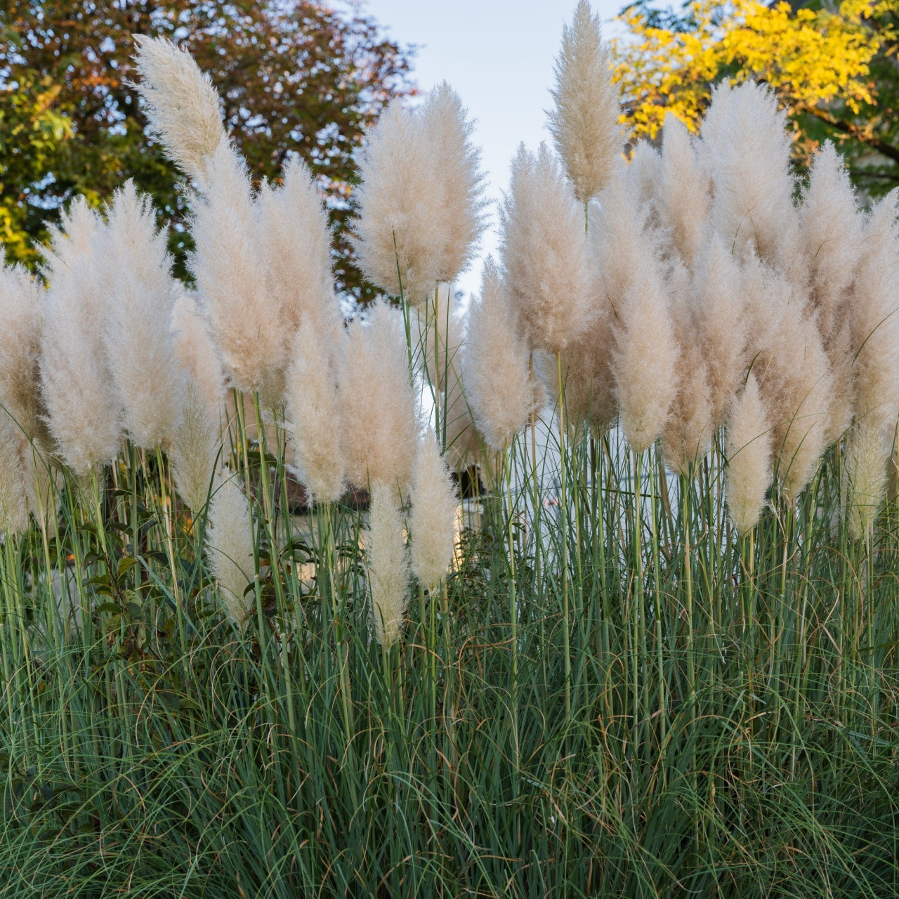 Pampas Grass