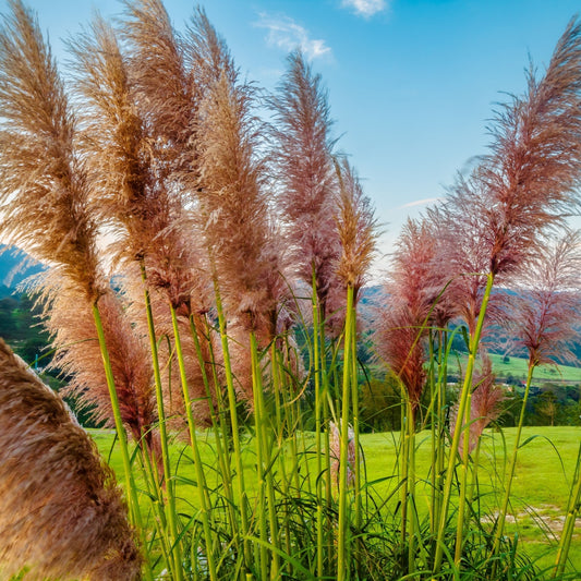 Pampas Grasses