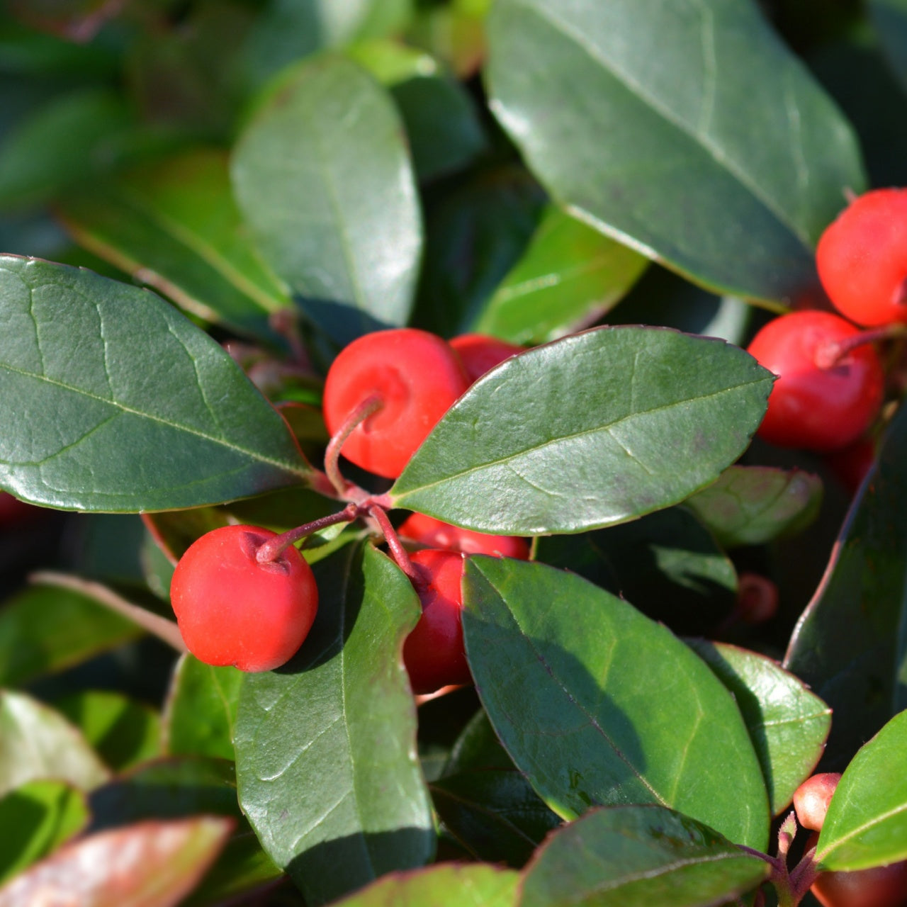 Partridgeberries