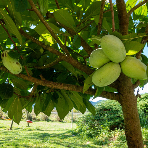 Paw Paw Tree