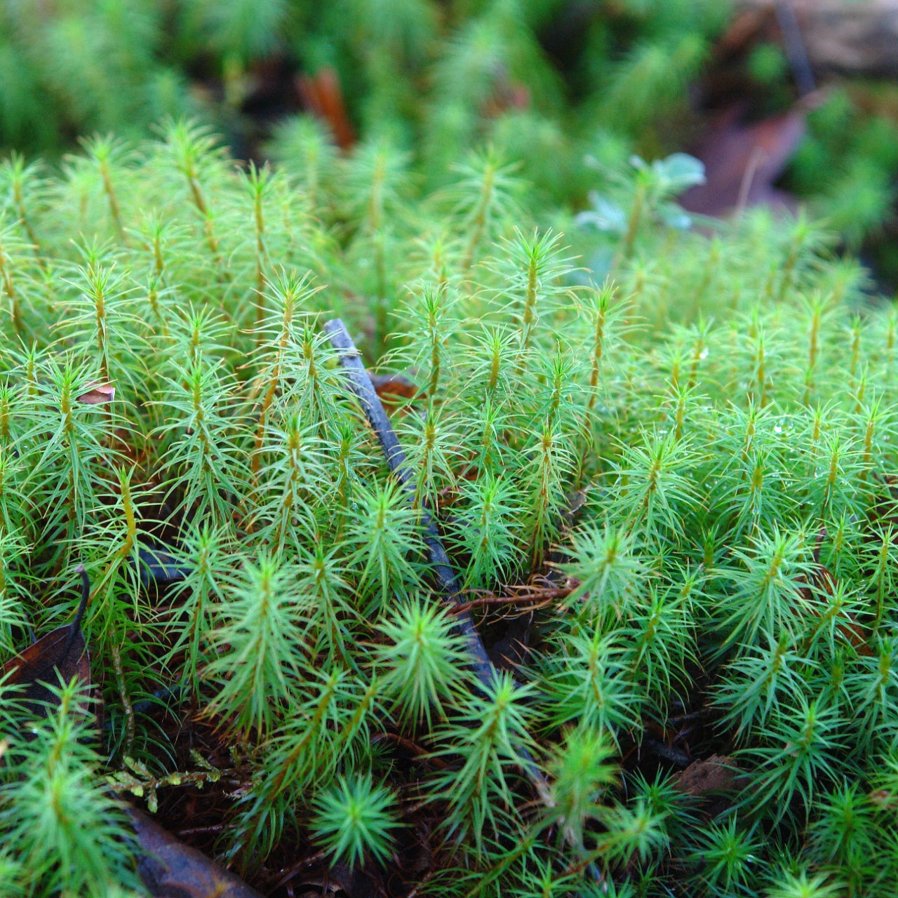 Peat Mosses